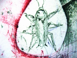 Space with Cockroach detail