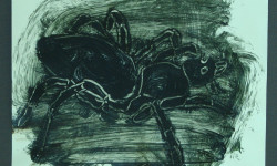 Spider study 1992