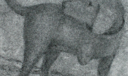1leg 3leg 4  detail 2