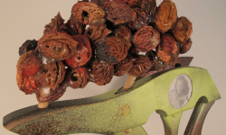 Rackets 6, detail gall