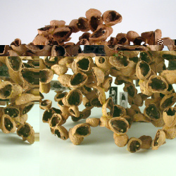 Shellwork #1