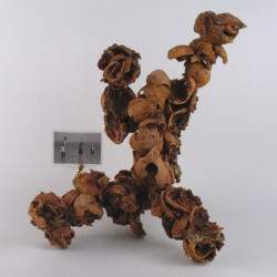 Shellwork #24