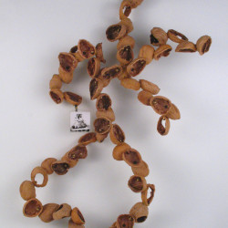 Shellwork #33