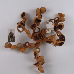 Shellwork #34